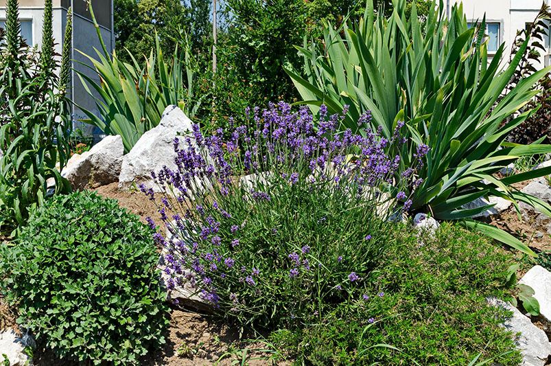 6  Creative Rock Garden Ideas to Bring Nature Home - Shrubhub