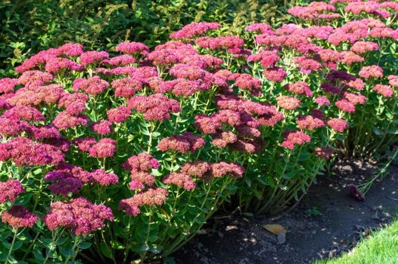 Insider Tips for Thriving Sedum Landscapes! - Shrubhub