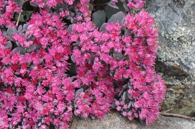 Insider Tips for Thriving Sedum Landscapes! - Shrubhub