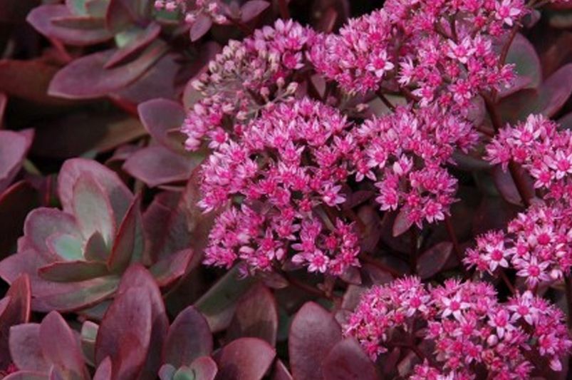 Insider Tips for Thriving Sedum Landscapes! - Shrubhub