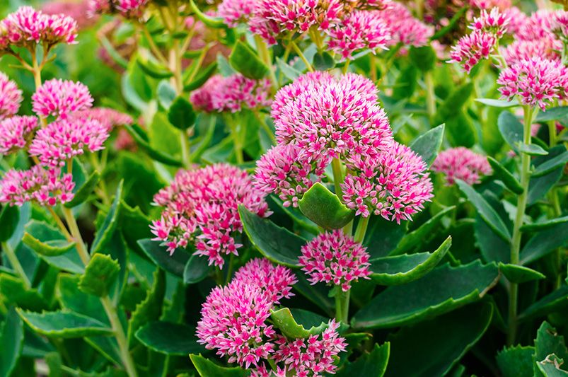 Insider Tips for Thriving Sedum Landscapes! - Shrubhub