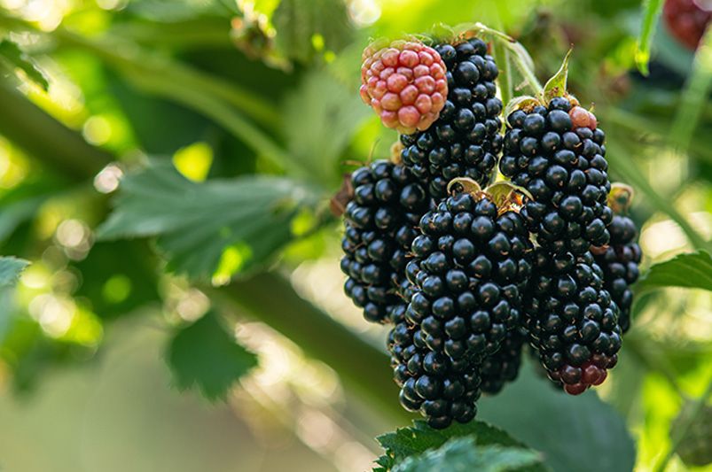  Fruit Bushes: The Size of a Bush and the Grandeur of a Tree - Shrubhub