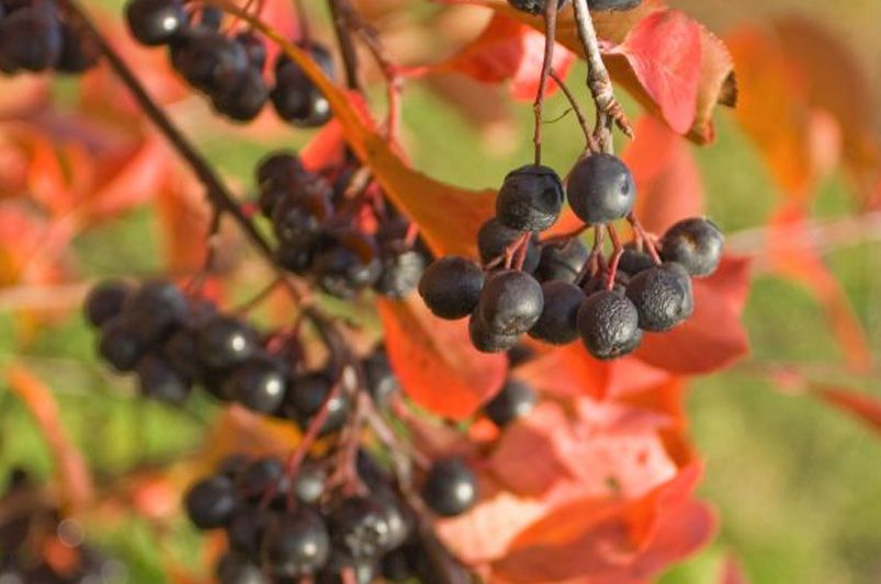  Fruit Bushes: The Size of a Bush and the Grandeur of a Tree - Shrubhub