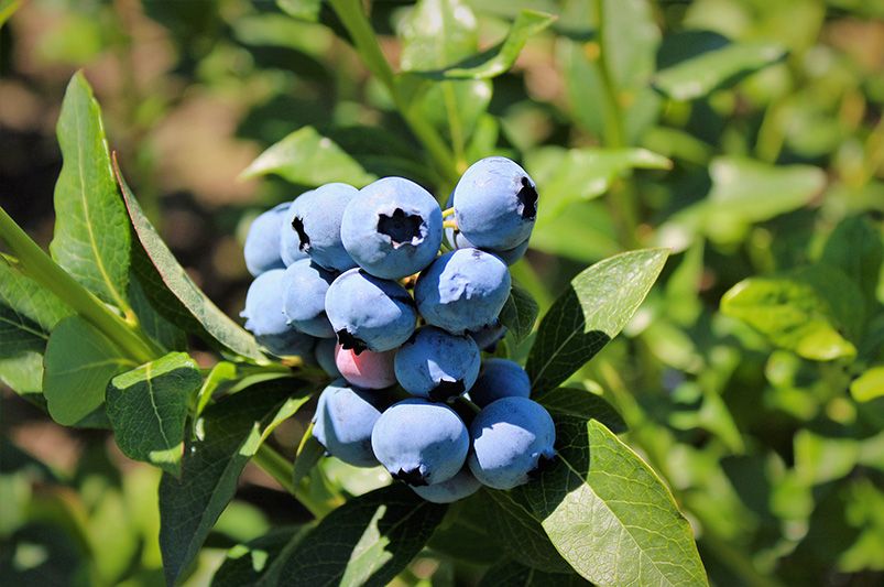  Fruit Bushes: The Size of a Bush and the Grandeur of a Tree - Shrubhub