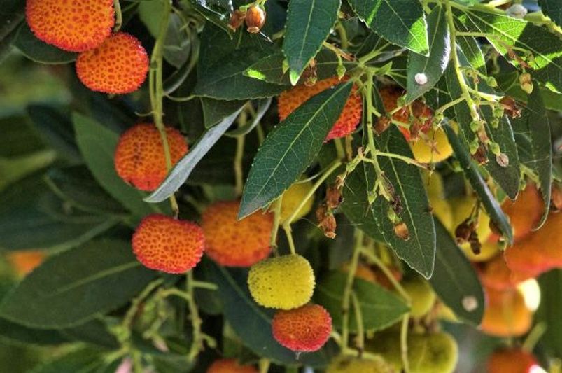  Fruit Bushes: The Size of a Bush and the Grandeur of a Tree - Shrubhub