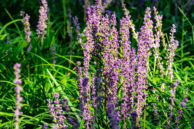 13 Groundcover Plants That Are Both Elegant and Sustainable - Shrubhub