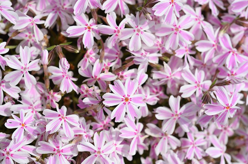 13 Groundcover Plants That Are Both Elegant and Sustainable - Shrubhub