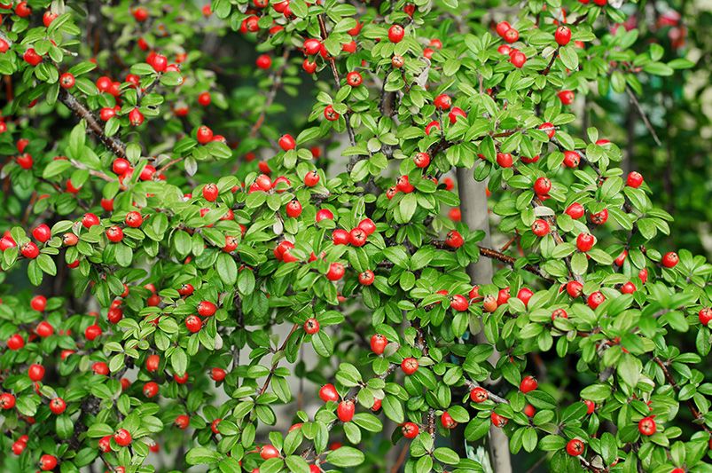 13 Groundcover Plants That Are Both Elegant and Sustainable - Shrubhub