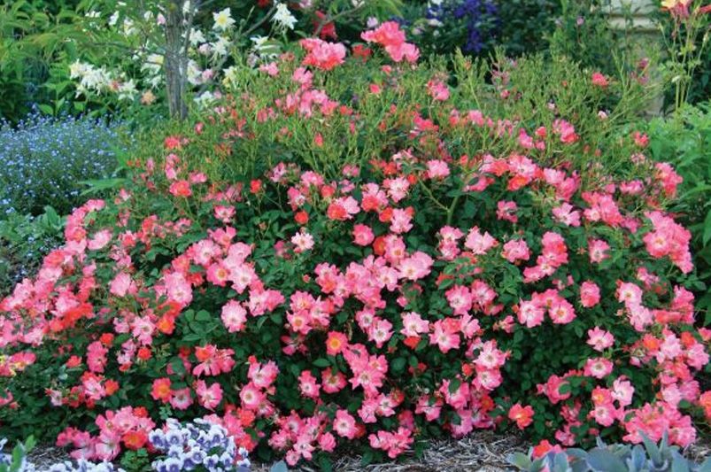 13 Groundcover Plants That Are Both Elegant and Sustainable - Shrubhub