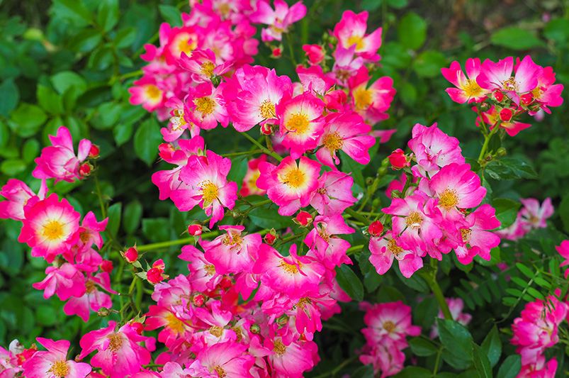 13 Groundcover Plants That Are Both Elegant and Sustainable - Shrubhub