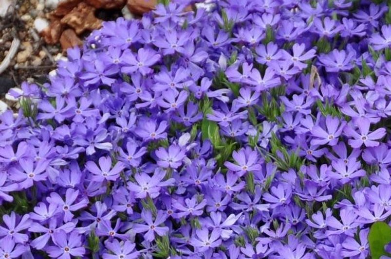 13 Groundcover Plants That Are Both Elegant and Sustainable - Shrubhub