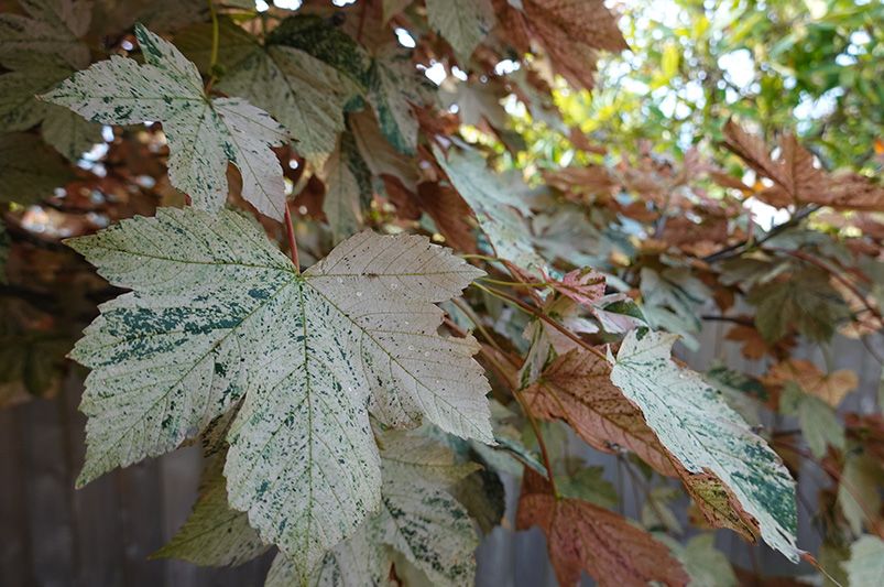 Shade Trees to Adorn your Landscape - Shrubhub