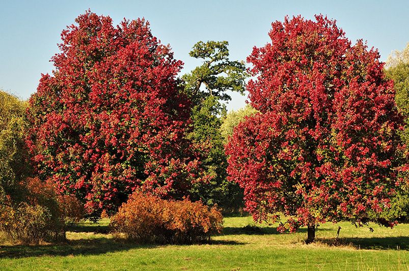 Shade Trees to Adorn your Landscape - Shrubhub