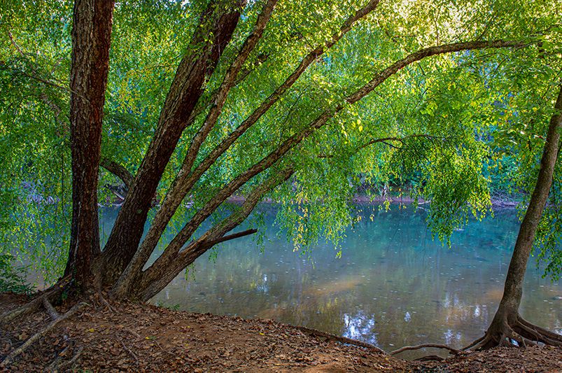 Shade Trees to Adorn your Landscape - Shrubhub