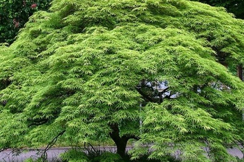 Shade Trees to Adorn your Landscape - Shrubhub