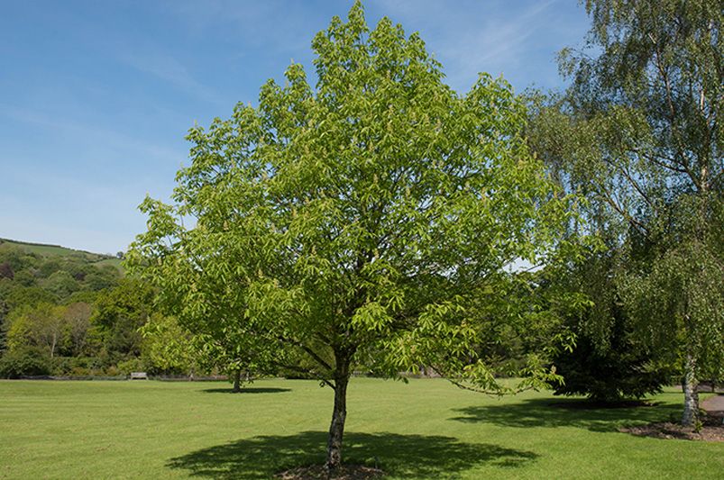 Shade Trees to Adorn your Landscape - Shrubhub