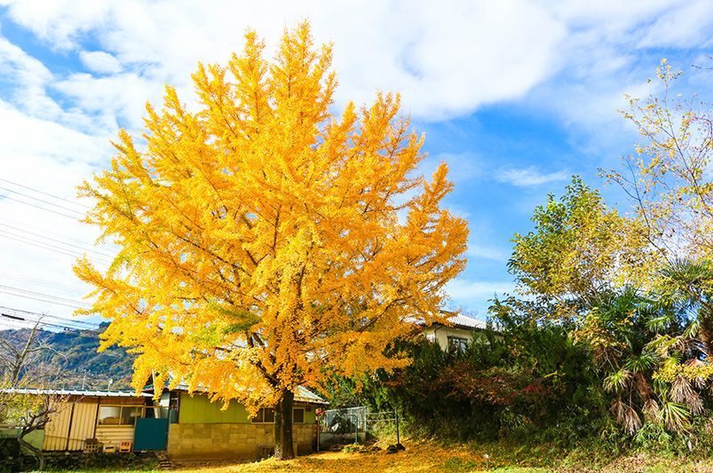 Shade Trees to Adorn your Landscape - Shrubhub