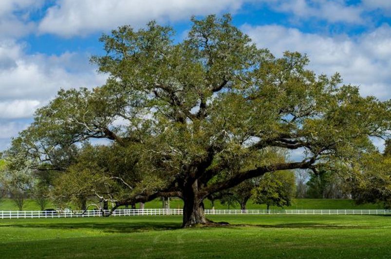 Shade Trees to Adorn your Landscape - Shrubhub