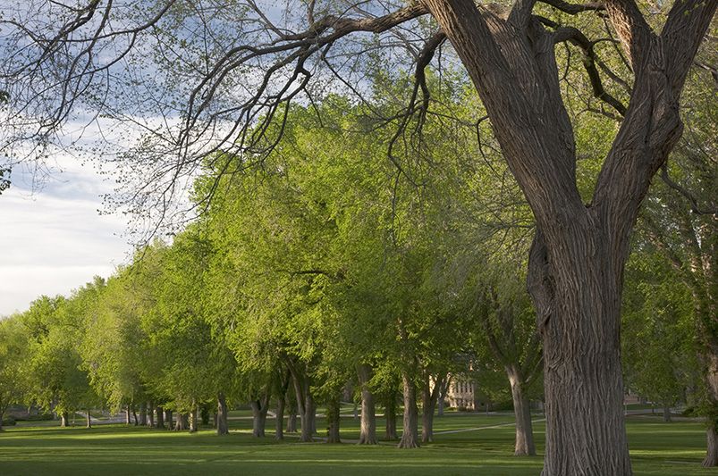 Shade Trees to Adorn your Landscape - Shrubhub