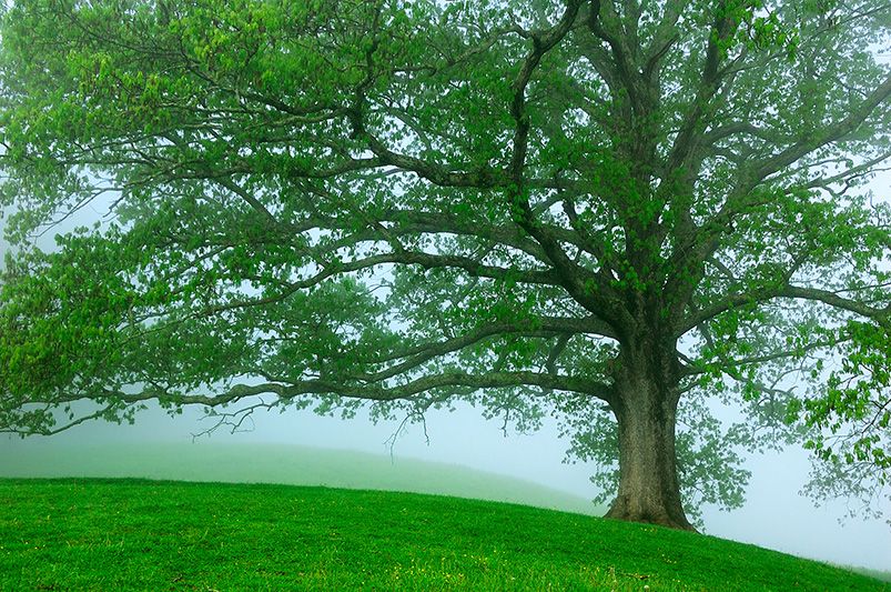 Shade Trees to Adorn your Landscape - Shrubhub