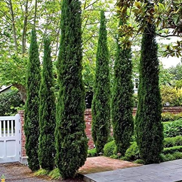 Elevating Your Landscape with Evergreen Trees - Shrubhub