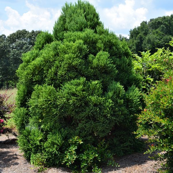 Elevating Your Landscape with Evergreen Trees - Shrubhub