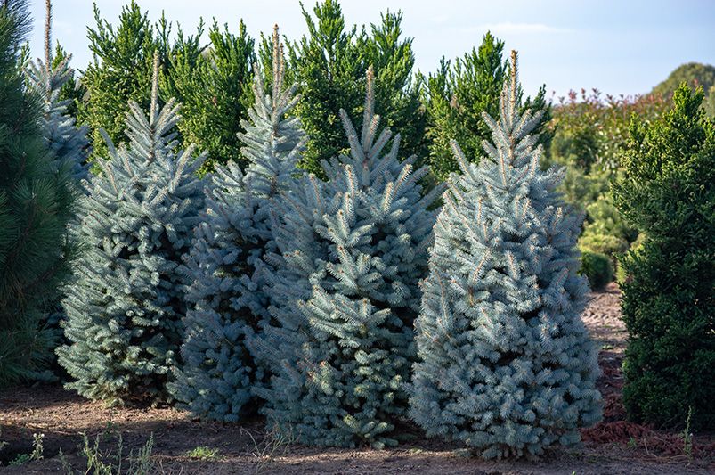 Elevating Your Landscape with Evergreen Trees - Shrubhub