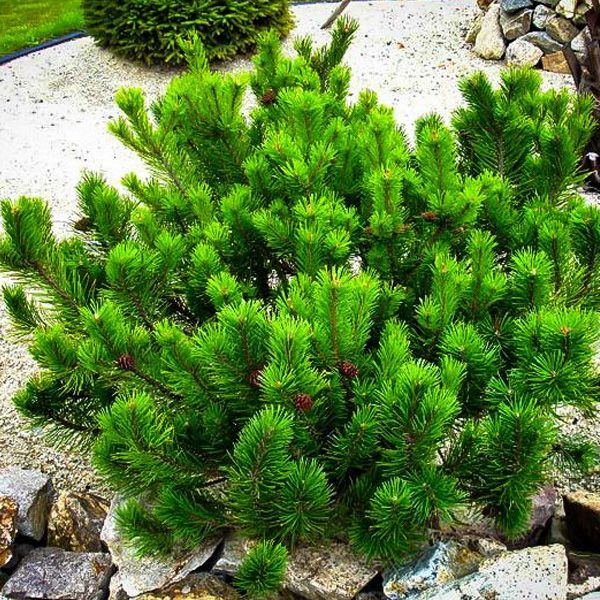 Elevating Your Landscape with Evergreen Trees - Shrubhub