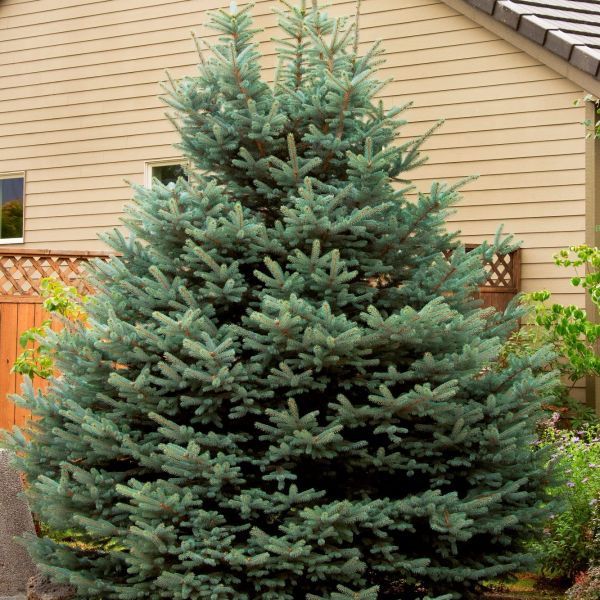 Elevating Your Landscape with Evergreen Trees - Shrubhub