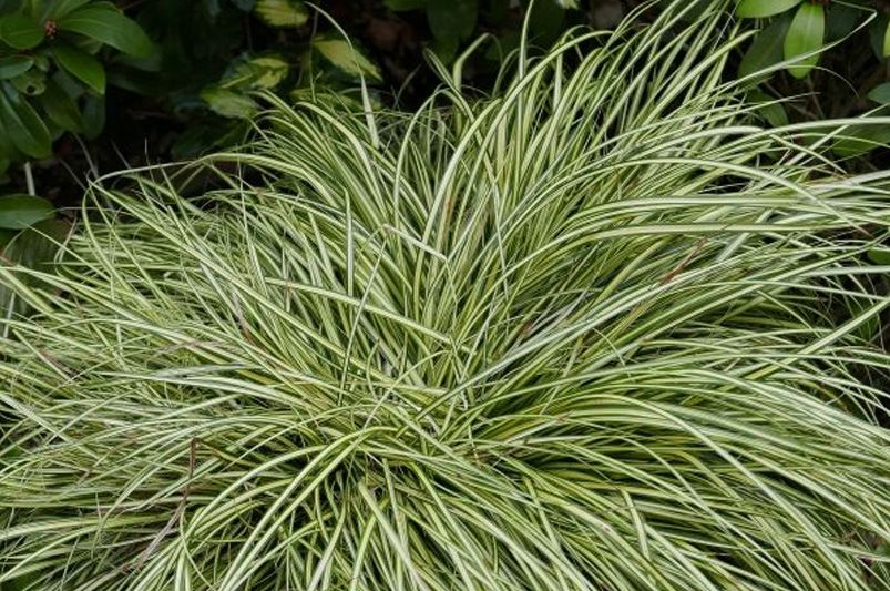 The Ultimate Guide to Ornamental Grasses - Shrubhub