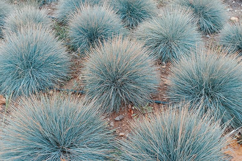 The Ultimate Guide to Ornamental Grasses - Shrubhub