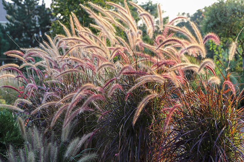 The Ultimate Guide to Ornamental Grasses - Shrubhub