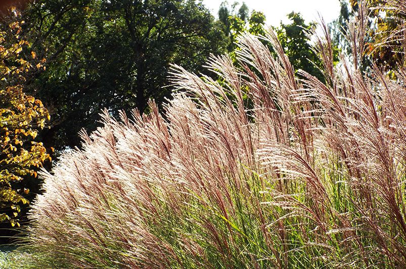 The Ultimate Guide to Ornamental Grasses - Shrubhub