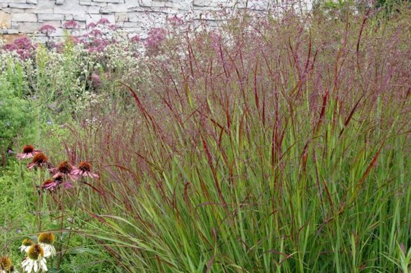 The Ultimate Guide to Ornamental Grasses - Shrubhub