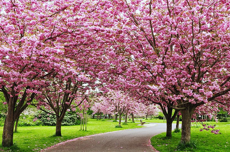 Blooming Beauties: Top 10 Flowering Trees to Light Up Your Landscape - Shrubhub