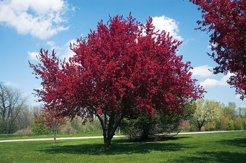 Blooming Beauties: Top 10 Flowering Trees to Light Up Your Landscape - Shrubhub