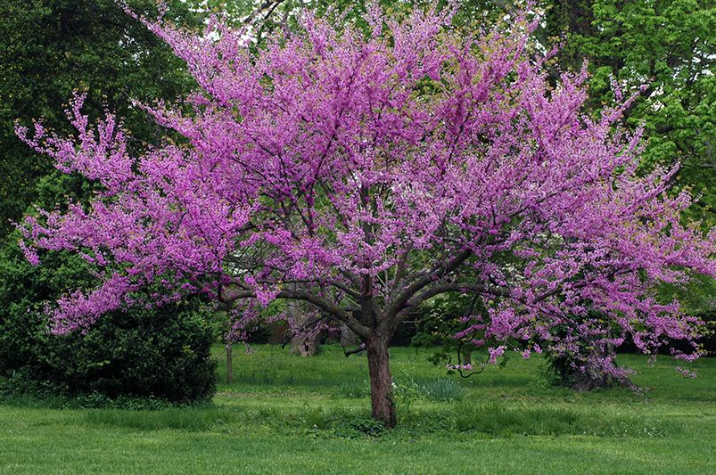 Blooming Beauties: Top 10 Flowering Trees to Light Up Your Landscape - Shrubhub