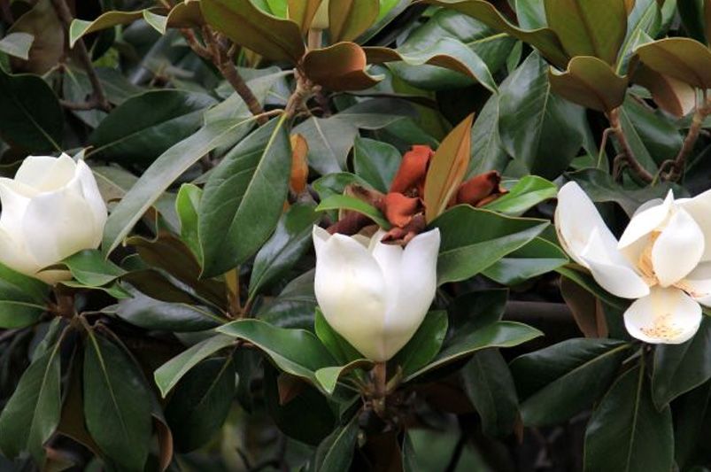 Magnolia Trees: Care and Recommendation - Shrubhub
