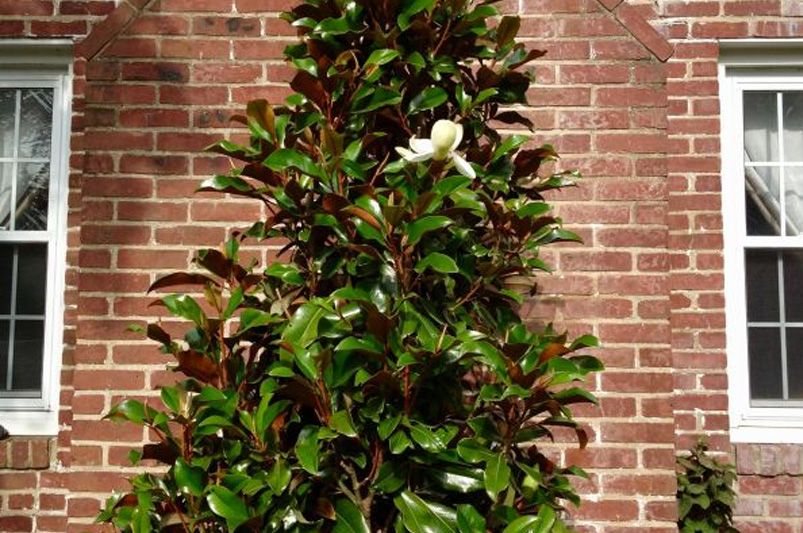 Magnolia Trees: Care and Recommendation - Shrubhub