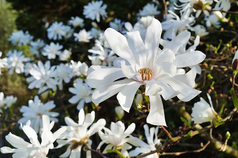 Magnolia Trees: Care and Recommendation - Shrubhub