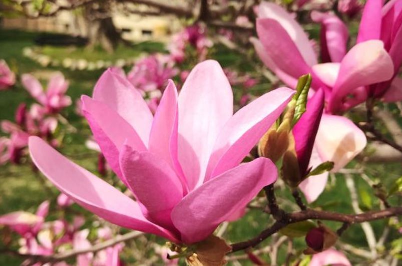 Magnolia Trees: Care and Recommendation - Shrubhub