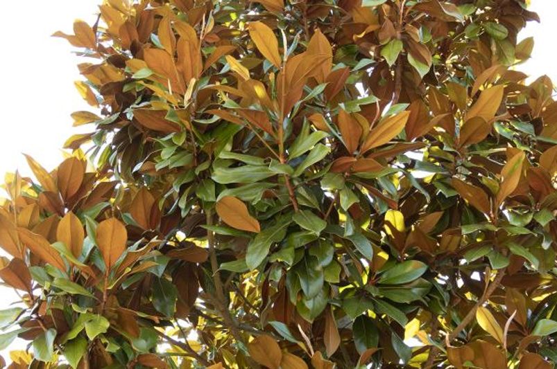 Magnolia Trees: Care and Recommendation - Shrubhub