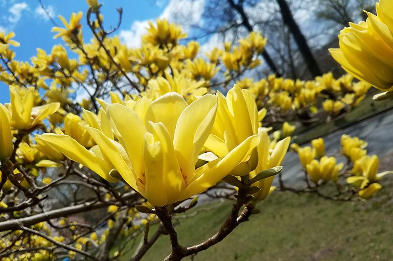 Magnolia Trees: Care and Recommendation - Shrubhub