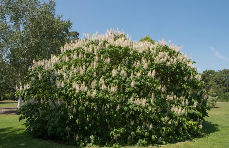 How To Create Low-maintenance Georgia Landscaping That Offers A Stunning View - Shrubhub