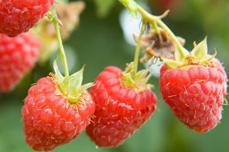 Taming the Thorny Beast: A Novice's Guide to Raspberry Bushes - Shrubhub