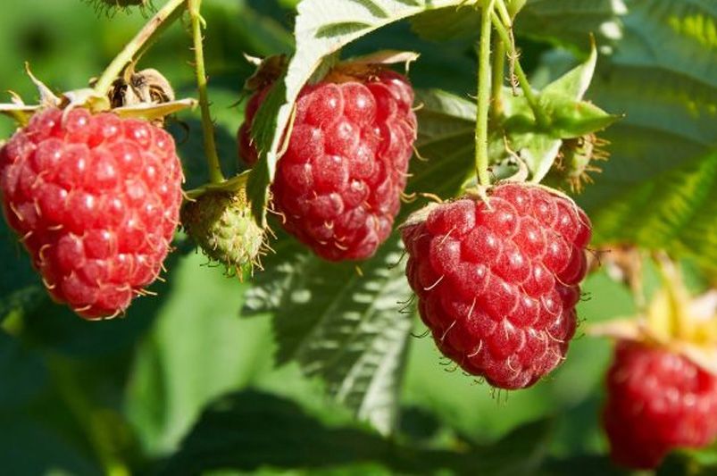 Taming the Thorny Beast: A Novice's Guide to Raspberry Bushes - Shrubhub