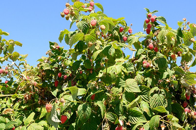 Taming the Thorny Beast: A Novice's Guide to Raspberry Bushes - Shrubhub