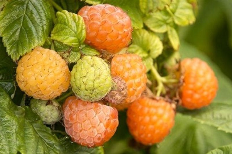 Taming the Thorny Beast: A Novice's Guide to Raspberry Bushes - Shrubhub