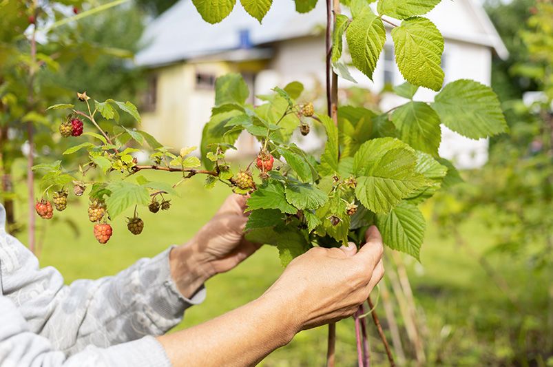 Taming the Thorny Beast: A Novice's Guide to Raspberry Bushes - Shrubhub