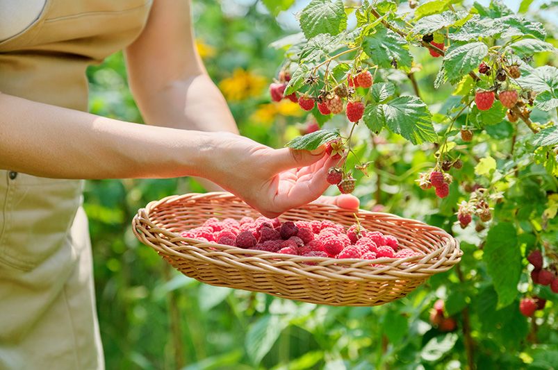 Taming the Thorny Beast: A Novice's Guide to Raspberry Bushes - Shrubhub